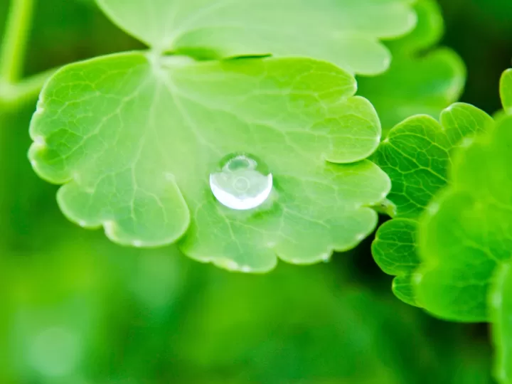centella-neblak