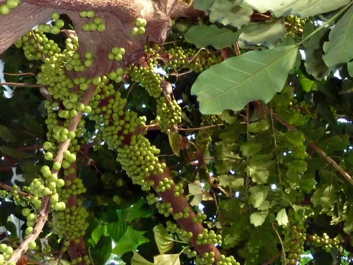 champu babaria arbol de te y vinagre