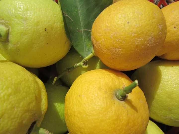 citrus aurantium dulcis