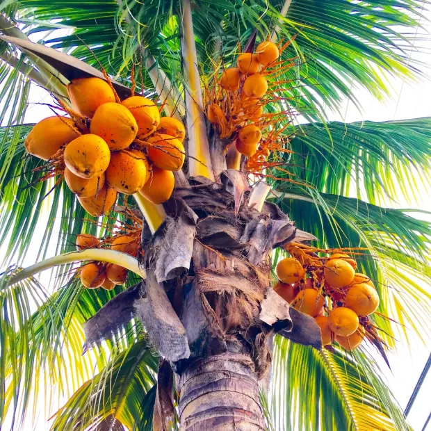 coconut kativa opiniones