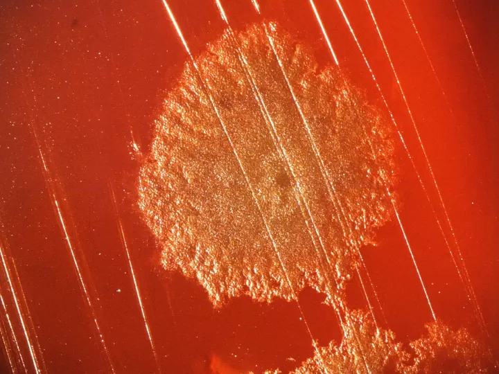 colonia atkinson 620ml