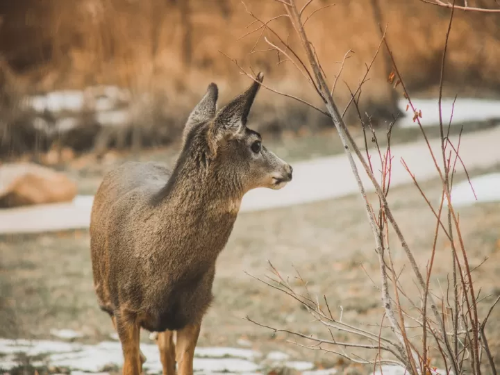colonia jovan musk mujer mercadona
