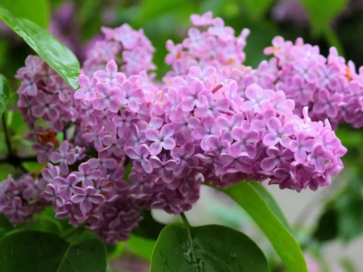 colonia lilas mercadona