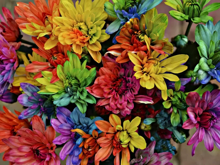 como cambiar el color de las plantas suculentas