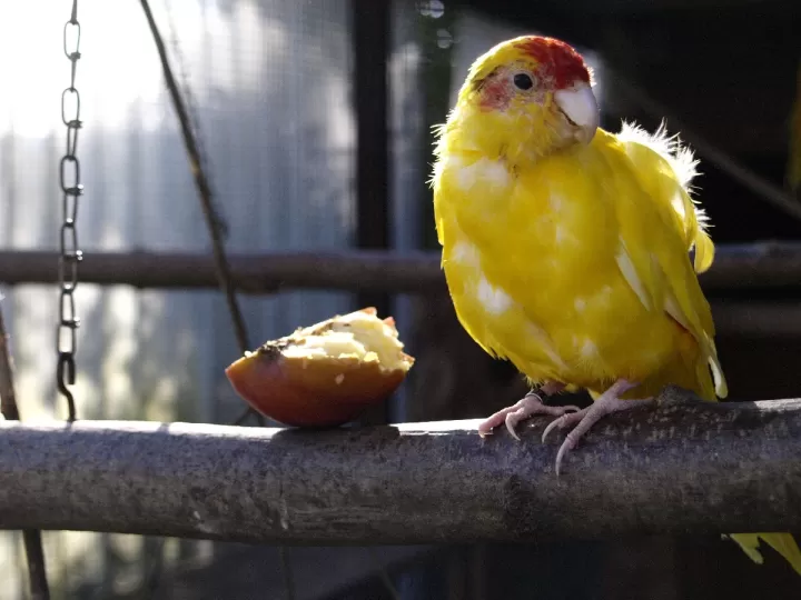 como colocar los palos en una jaula de canarios