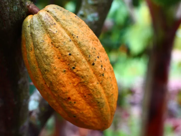 como hacer un cacao de labios