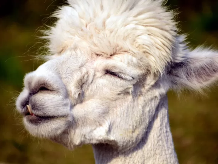 como se llama la gorra de chulapo