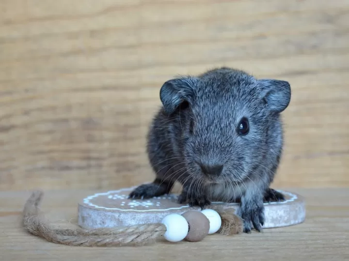 comprar chinchilla bebe