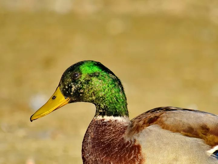 comprar pato mandarin