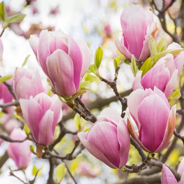 comprar ramas de magnolio