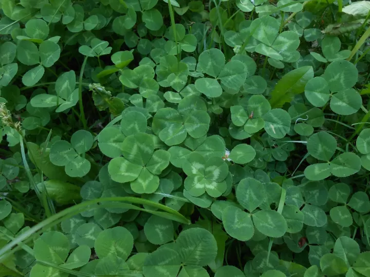 crema centella asiática pura