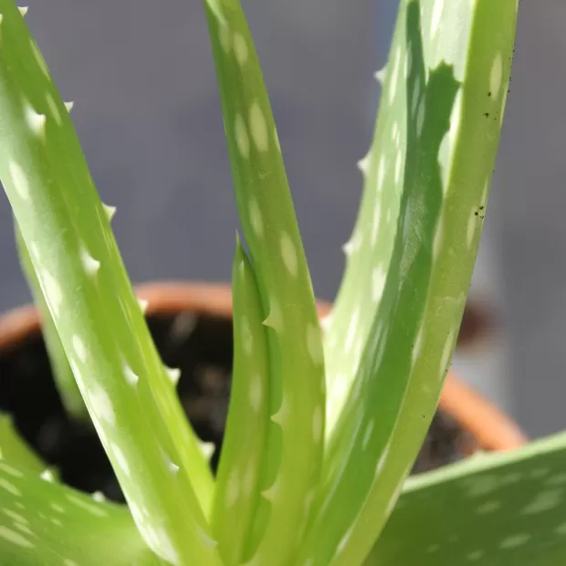 crema hidratante garnier aloe vera opiniones