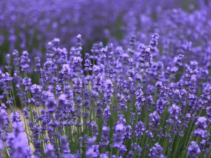 decoracion con lavanda