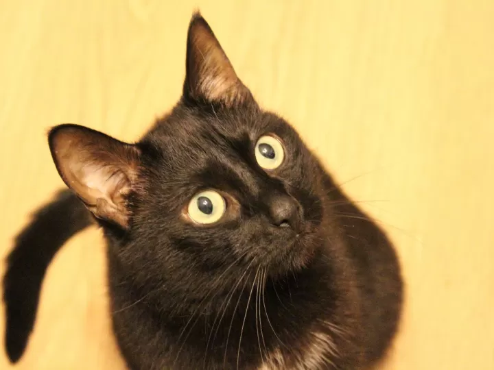 disfraz gato halloween