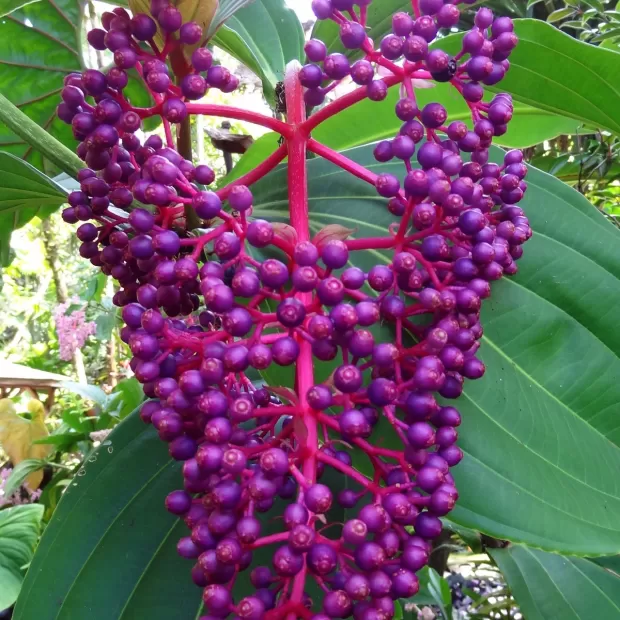 dr botanicals opiniones