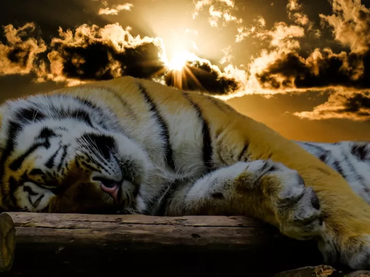 Beneficios del Shampoo Elvive Dream Long opiniones, aplicación y