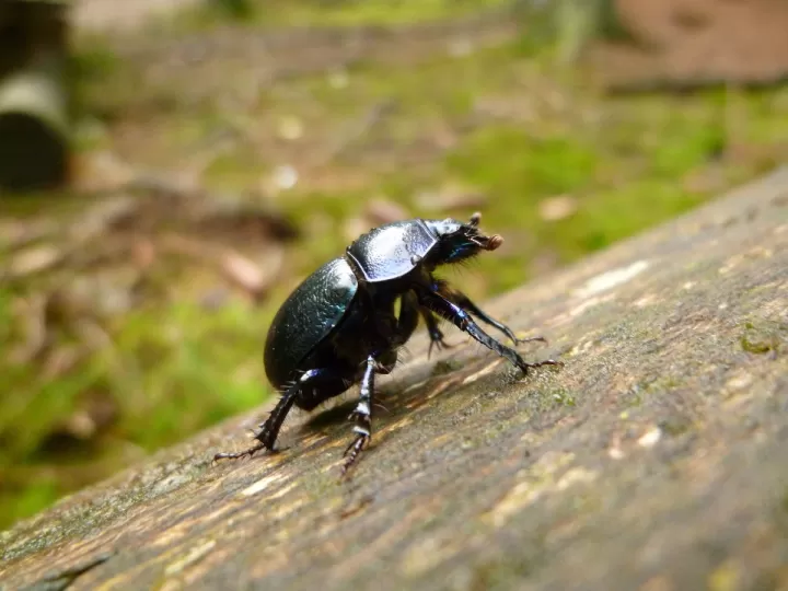 escarabajo negro buena suerte