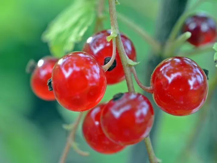 escaramujo con hibisco propiedades