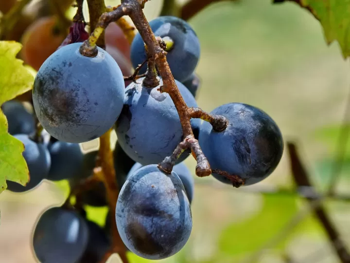 esencia de la vid de uvas frescas