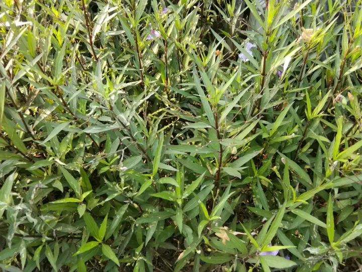 estragon mercadona