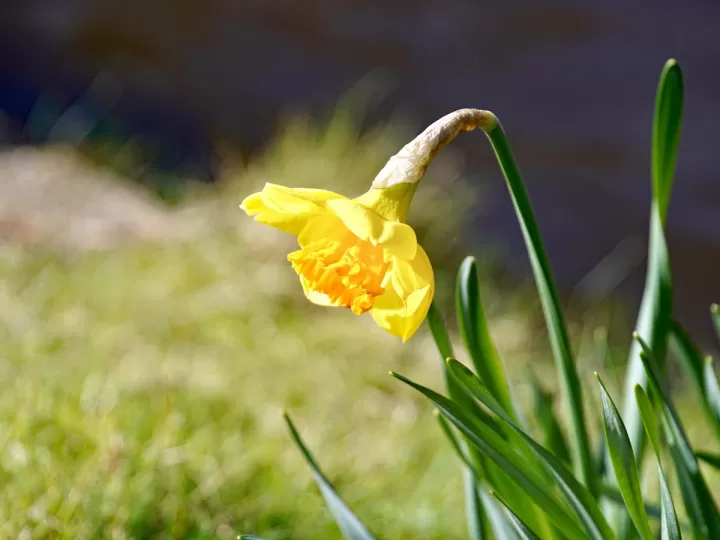extracto de bulbo de narciso
