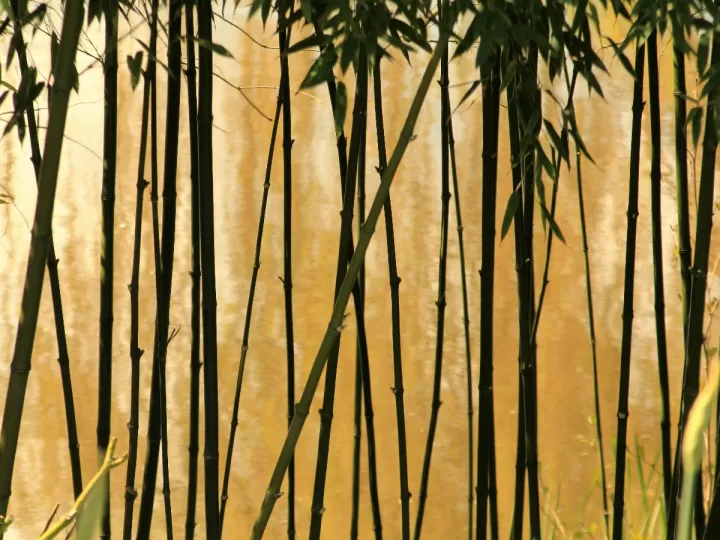 fibra de bambu