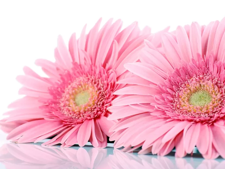 flor de jamaica mercadona precio