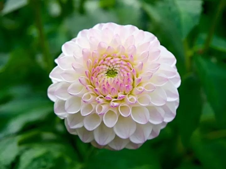 flowers de saphir opiniones