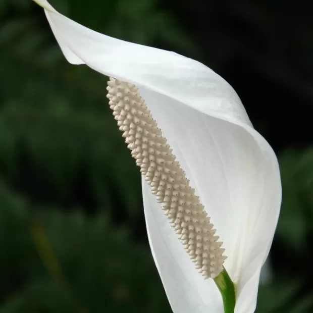 forinculo vaginal