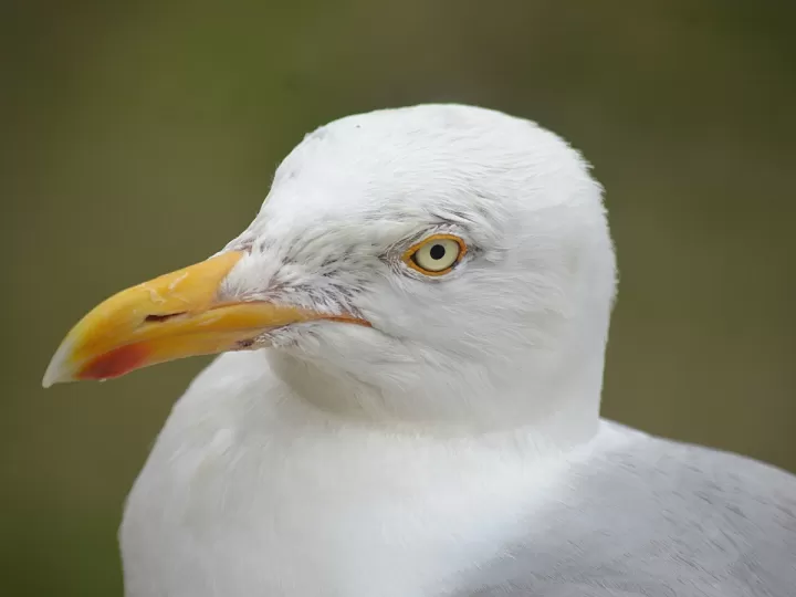 gallinácea con penacho de plumas en la cabeza