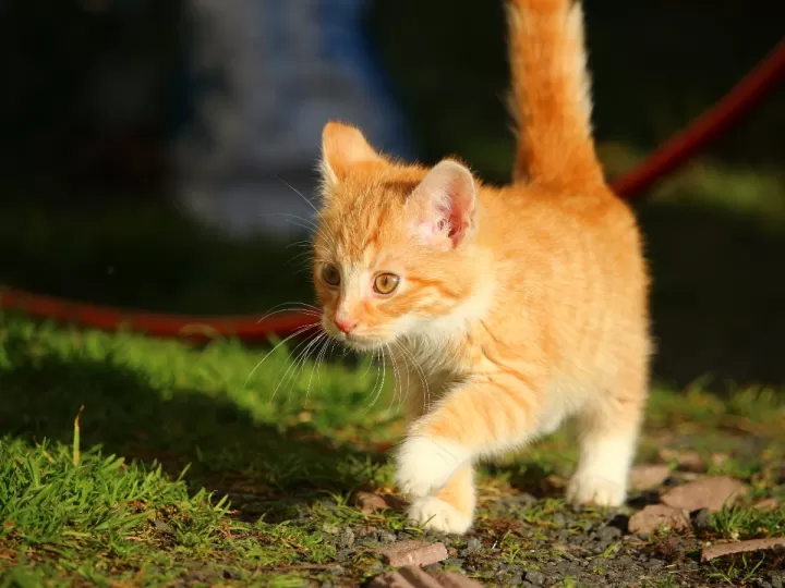gatos hidraulicos lidl