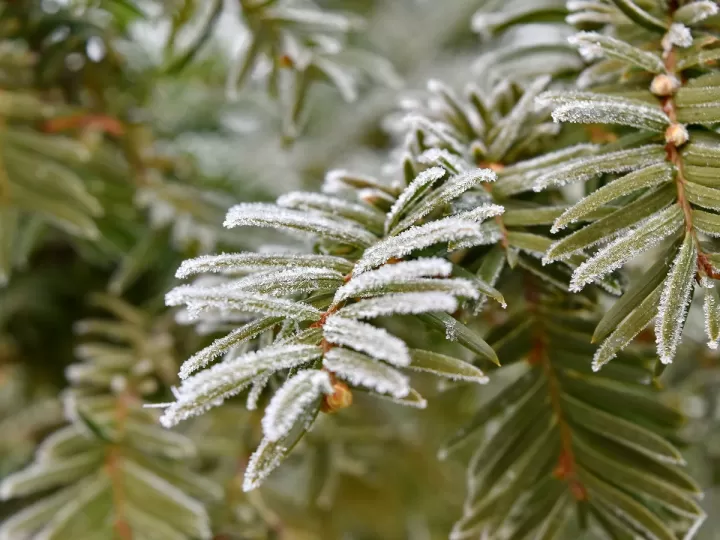 gel antihongos mercadona