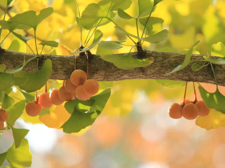 ginkgo biloba mercadona precio