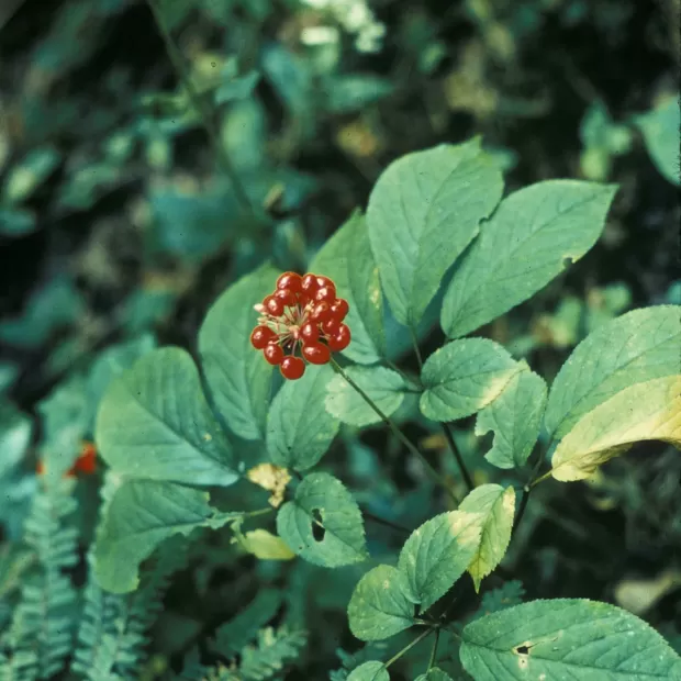 ginseng rojo mercadona