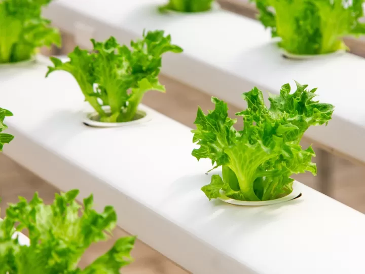 golumup sistema de cultivo hidropónico