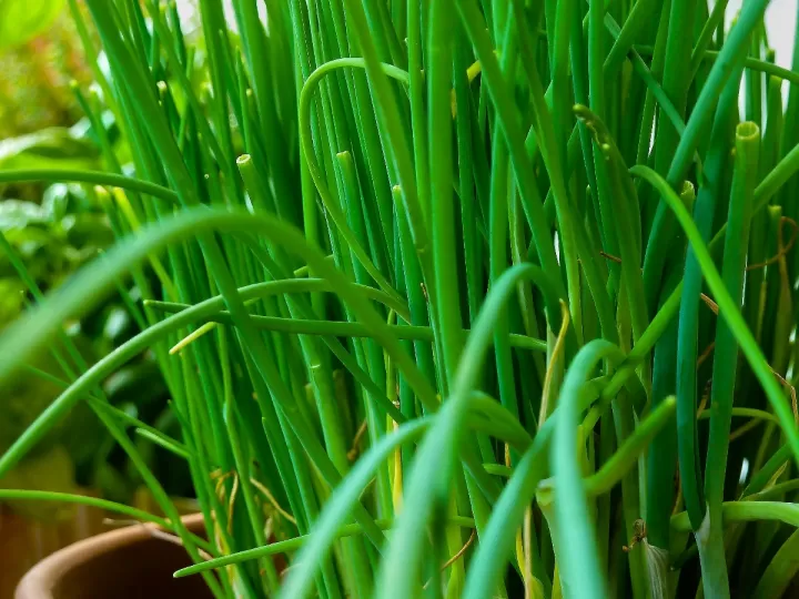 herbal bionature rizos