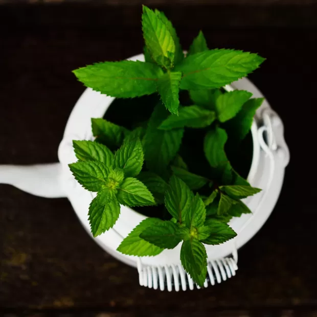 herbal essence fresa y menta