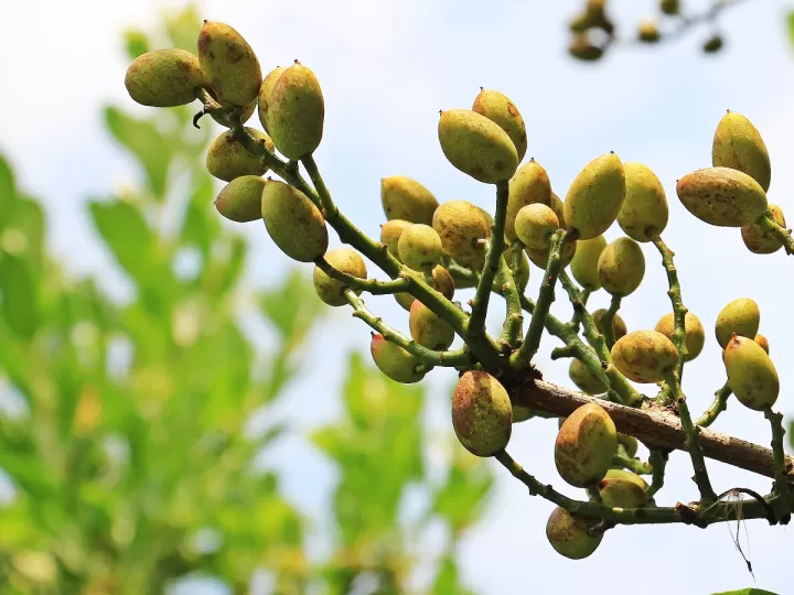 injerto del pistacho