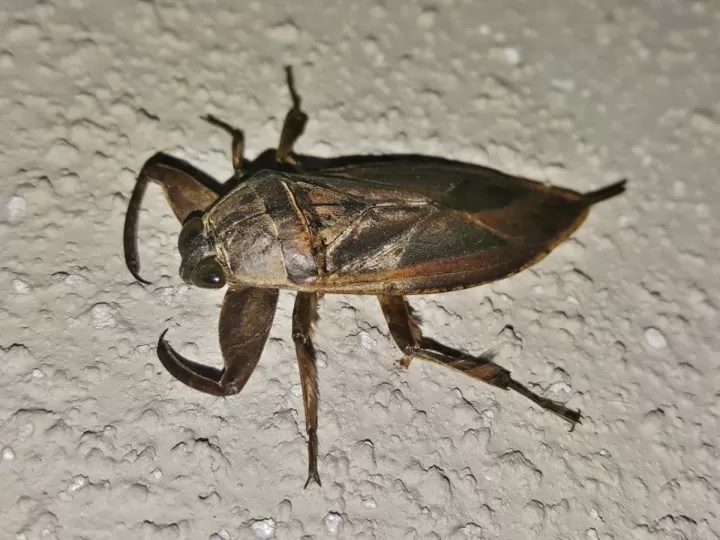 insecticida garrapatas mercadona