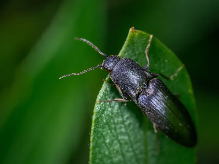 insecticida para gorgojos mercadona
