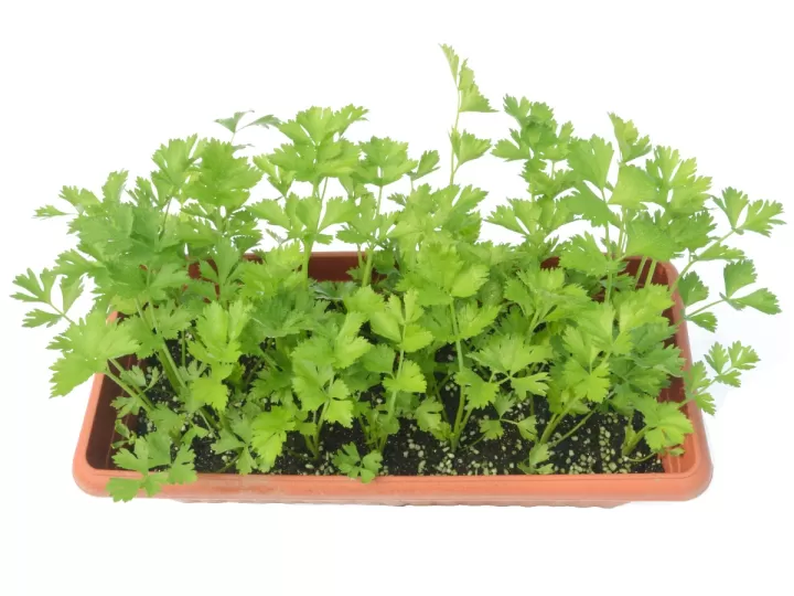 insecticida plantas mercadona