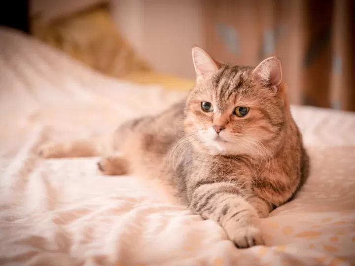 isdin antimanchas opiniones