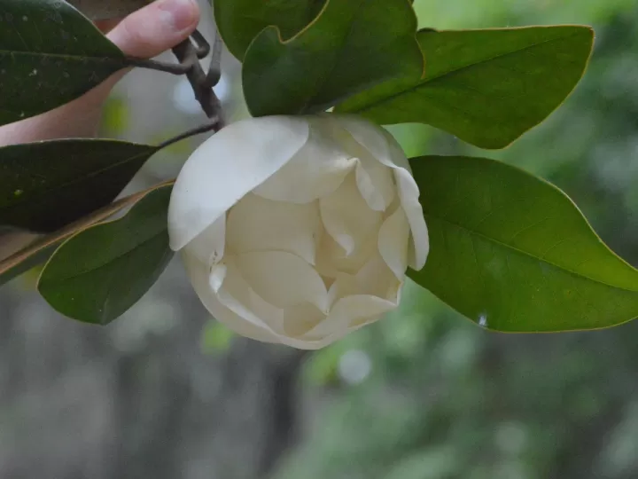 javier larrainzar gardenia exotica