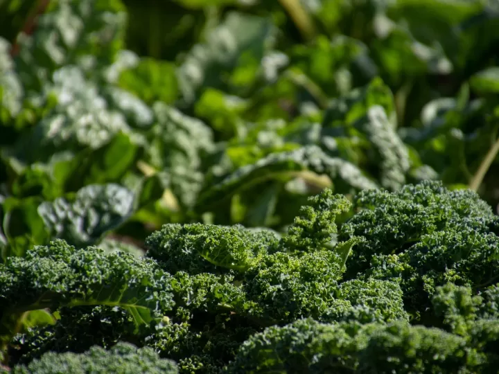 kale propiedades y contraindicaciones