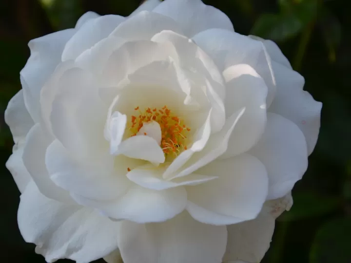 kiconico rosa