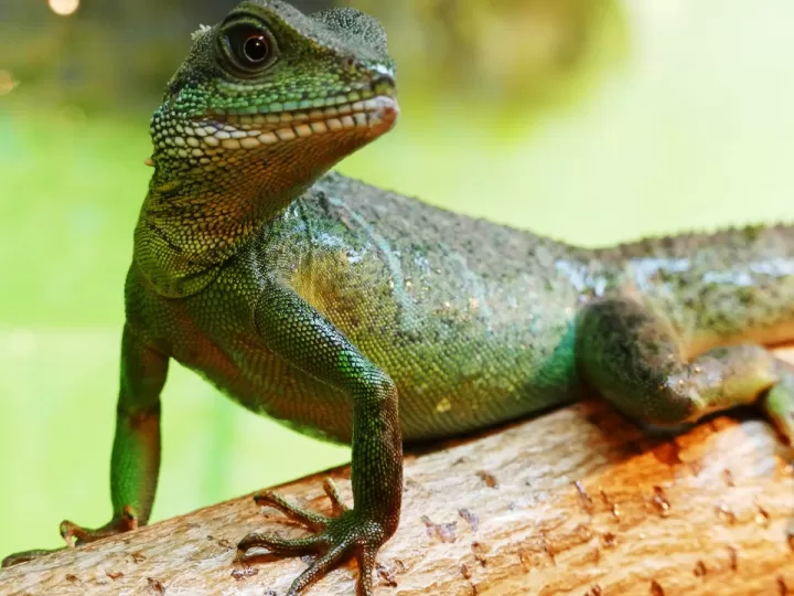 lagarto mercadona