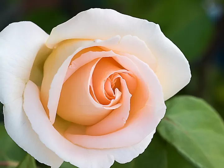 larios rose mercadona
