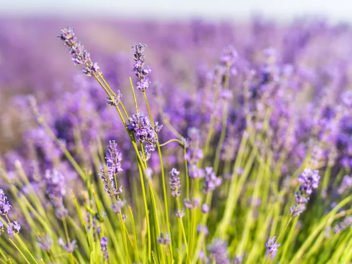 lavanda atkinson