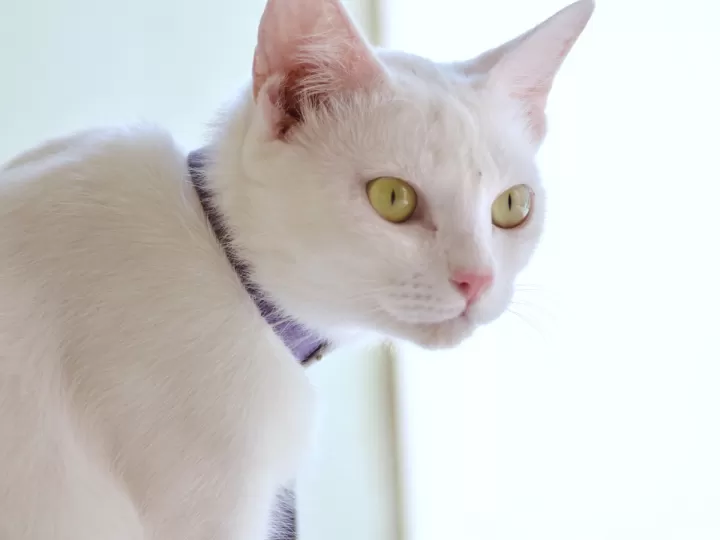 leche gatos mercadona