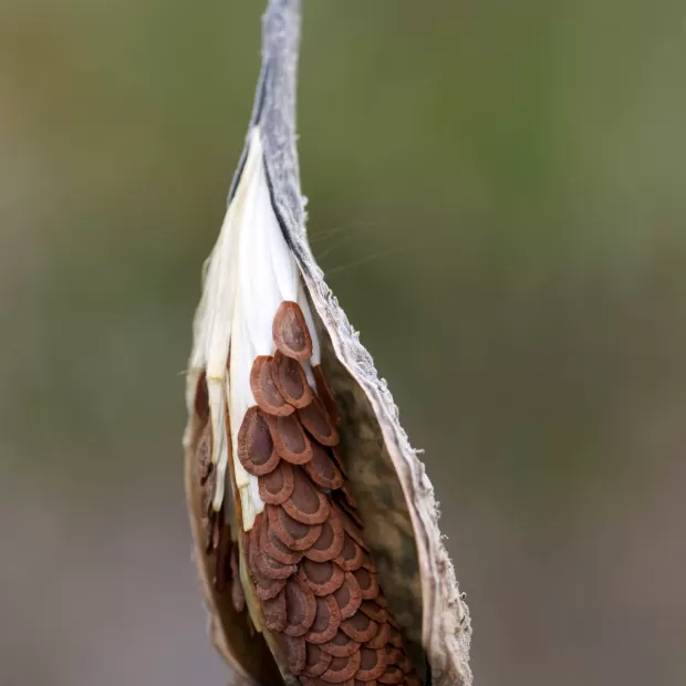 limnanthes alba seed oil